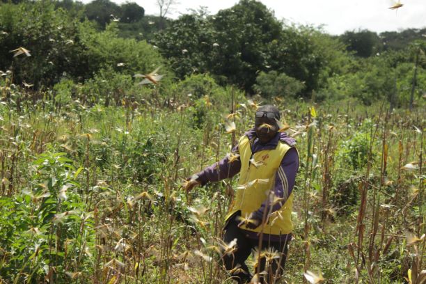 A Mumoni resident chasing locusts from his farm