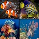 Download Sea Ornamental Fish For PC Windows and Mac 1.0