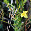 Lesser Four-point Evening-primrose