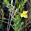 Lesser Four-point Evening-primrose