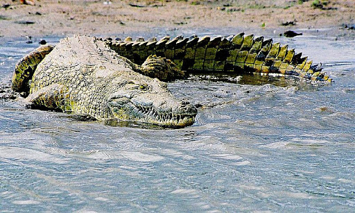 Saltwater Crocodile Jigsaw