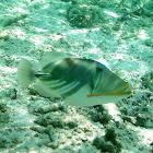 Picasso triggerfish