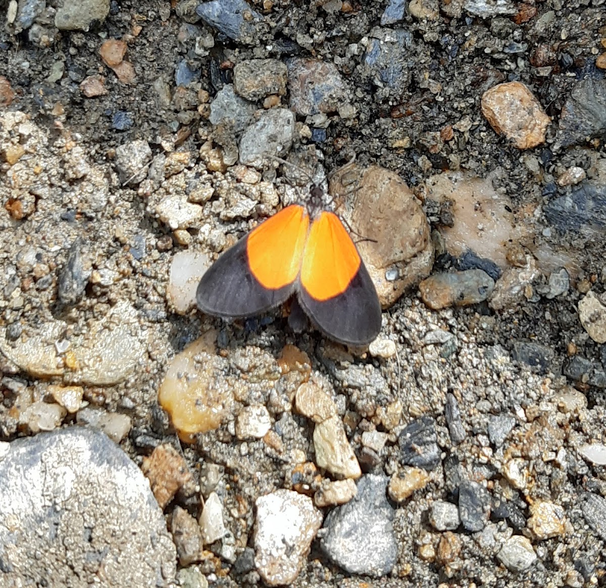 Geometer moth