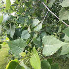 Eastern Cottonwood