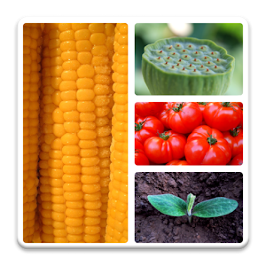 Vegetables Quiz.apk 1.0.6