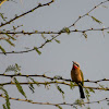 White Fronted Bee Eater