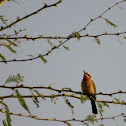 White Fronted Bee Eater