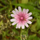 Red hawksbeard (Κρεπίς η ερυθρή)