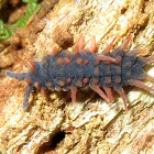 Giant springtail larva