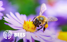 Bees HD Wallpaper New Tab Theme small promo image