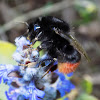 Red-tailed bumblebee