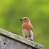 Eastern Bluebird