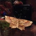 Euclaena Moth