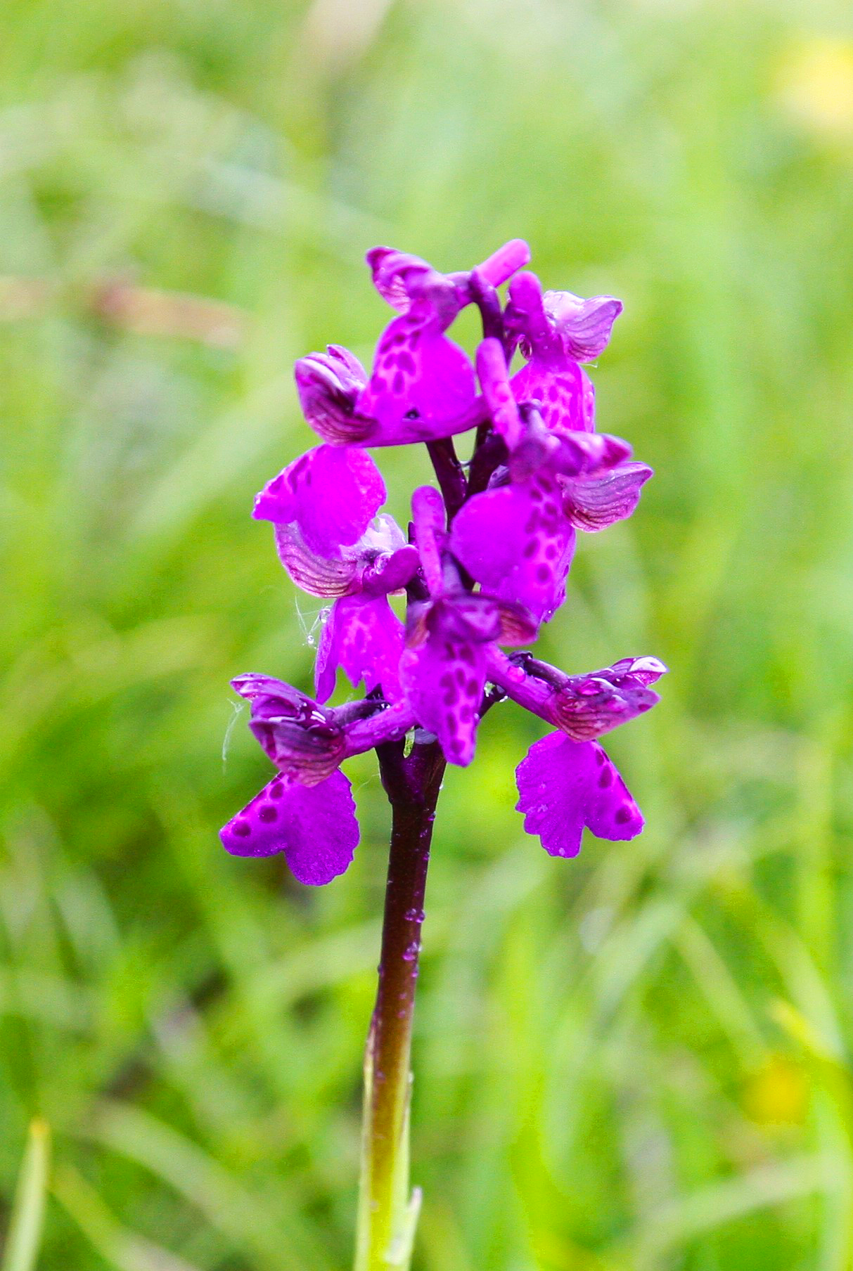 orchidea selvatica  di photomara_18