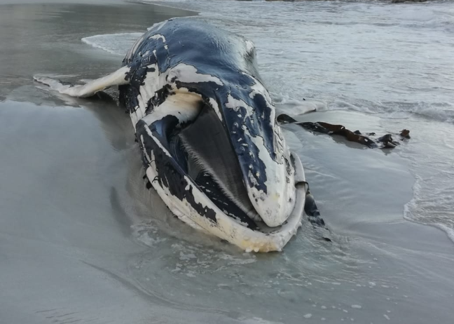 The whale carcass was removed from the beach on Tuesday.