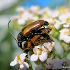 Fairy-ring longhorn beetles