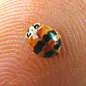 Two Spotted Ladybug