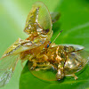 Golden Tortoise Beetle