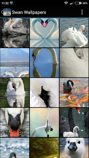 Swan Wallpapers