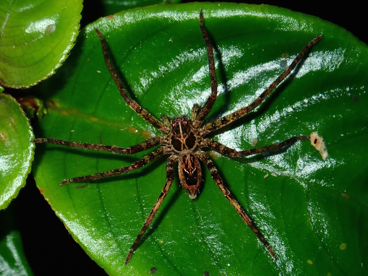 Huntsman Spider