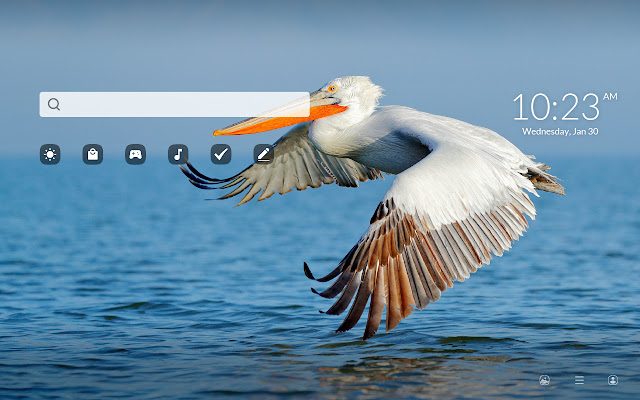 Pelican HD Wallpapers New Tab