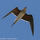 Collared Pratincole; Canastera