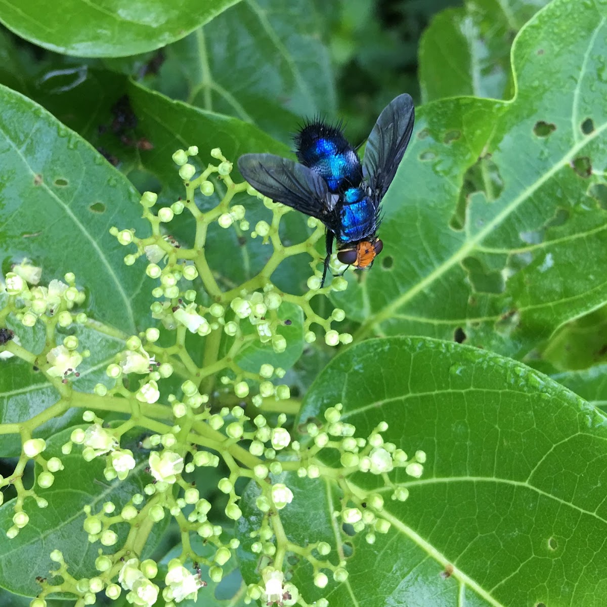 Parasitic Flies