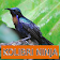 Master Kicau Kolibri Ninja icon