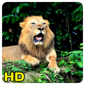 Download lion wallpaper For PC Windows and Mac