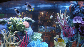 Fish Tank Kings - Turning a New Reef thumbnail