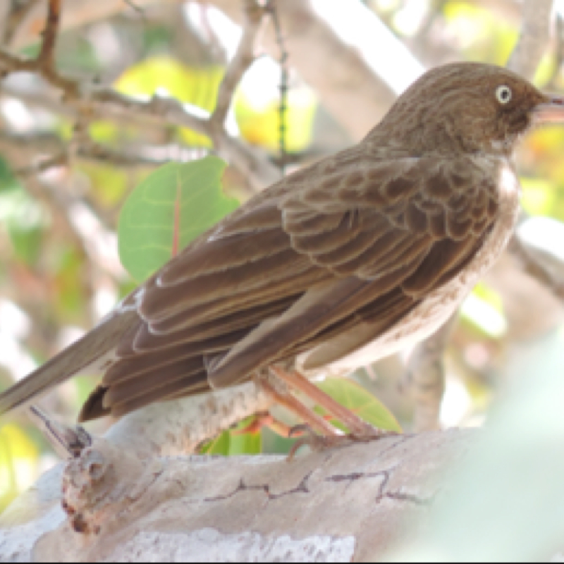 Pearly-eyed Thrasher