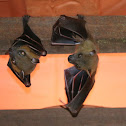 Lesser short-nosed fruit bat