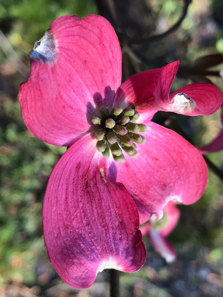 Dogwood