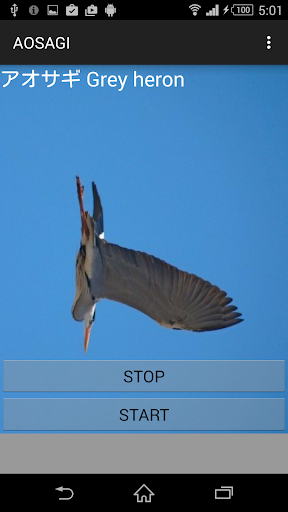 鳥の鳴き声アオサギ