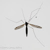 Crane Fly