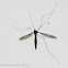 Crane Fly