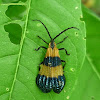 Banded Net-Winged Beetle