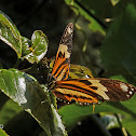 Tigerwing butterfly