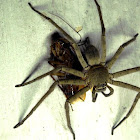 The huntsman spider