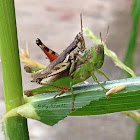 Red-legged Grasshopper