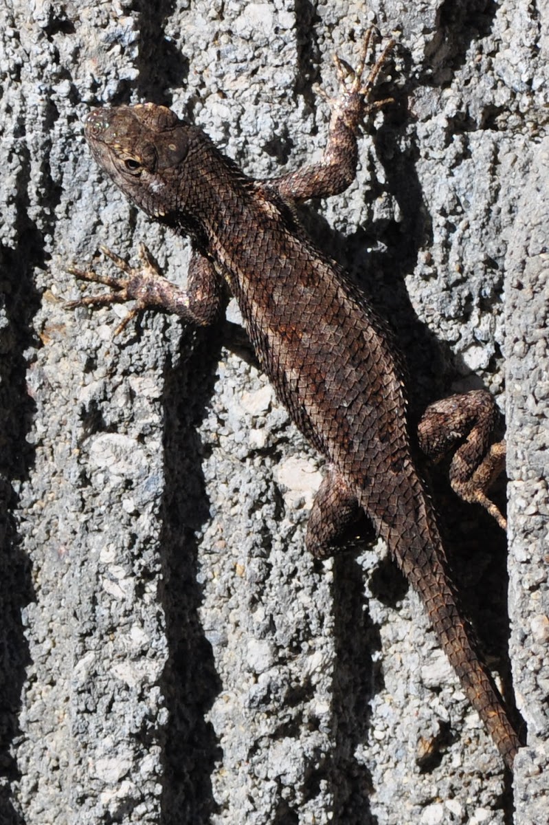 San joaquin fence lizard