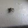 Tan Jumping Spider