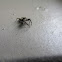 Tan Jumping Spider