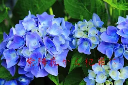 紫陽花から犯罪に