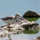 Marsh Sandpiper