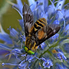 Twin-lobed Deerfly