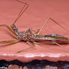 Assassin Bug