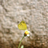 Common Grass Yellow (Two Spot Grass Yellow)