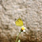 Common Grass Yellow (Two Spot Grass Yellow)