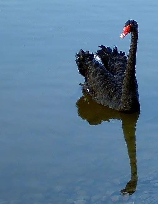 Cigno Nero di Angela1964